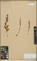 Foto von Salix repens subsp. incubacea (L.) A. Neumann